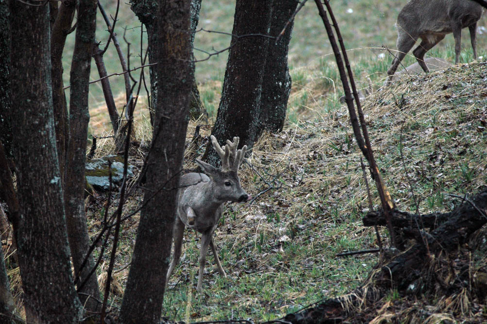 Il Capriolo